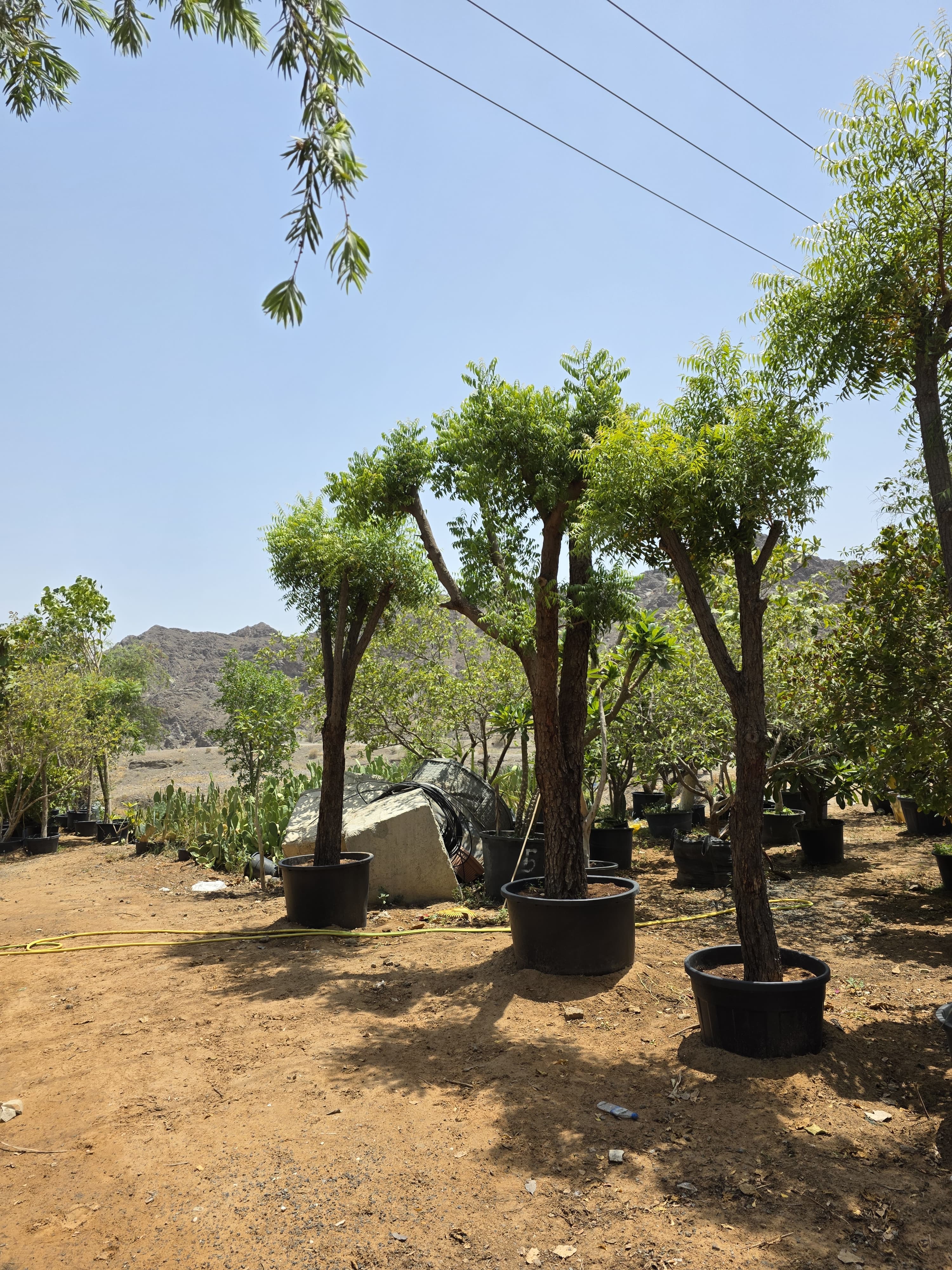 Landscaping Project 2